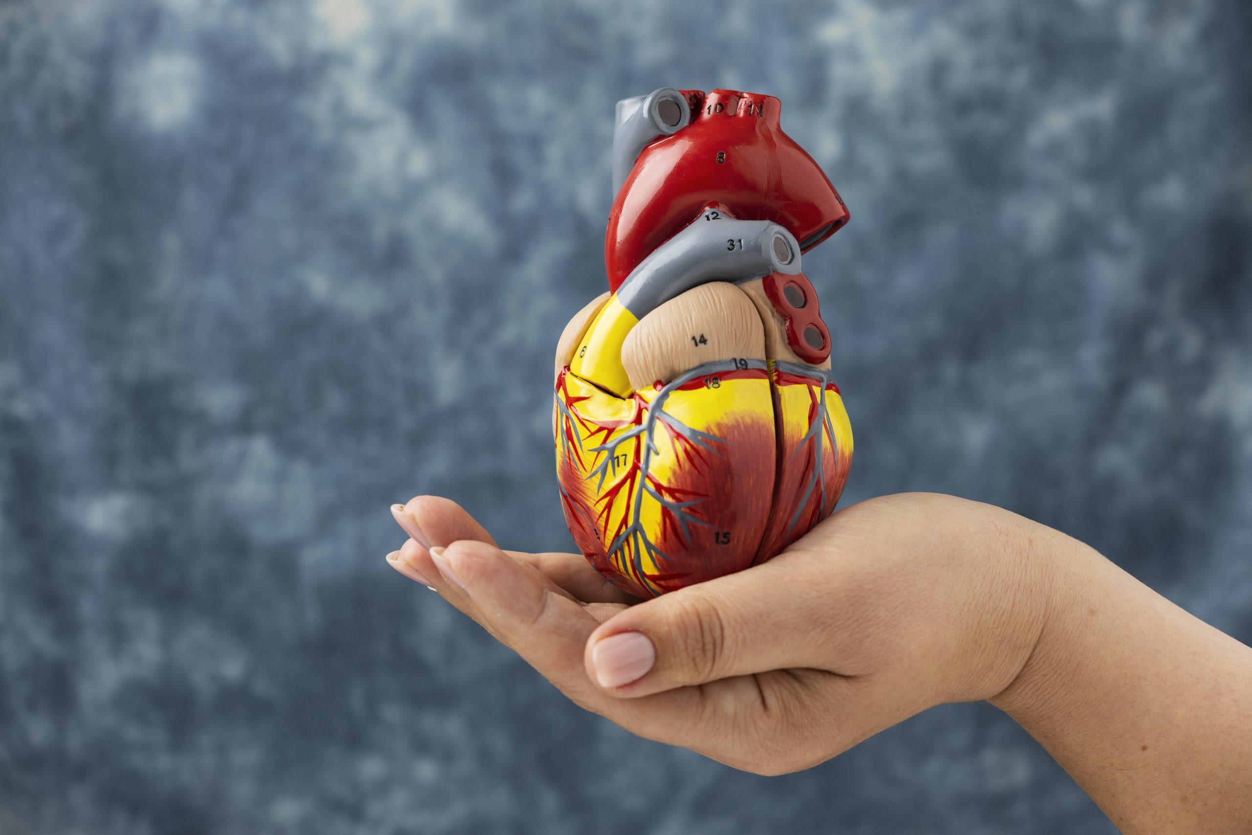 Types Of Heart Tests Sri Kota Specialist Medical Centre types-of-heart-tests-sri-kota-specialist-medical-centre